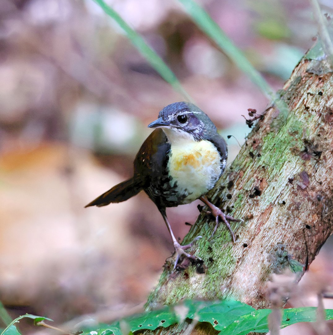 Foto corneteiro-da-mata (Liosceles thoracicus) Por Eliane Zaltman