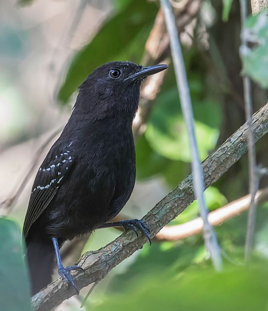 Foto chororódopantanal melanaria) Por Ronaldo L. Oliveira