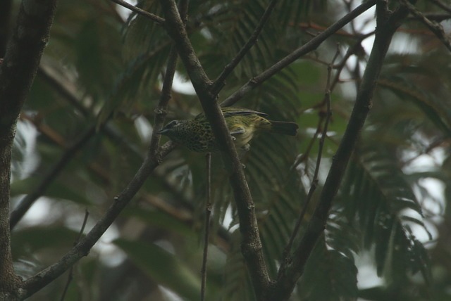 Foto saíranegaça (Ixothraupis punctata) Por Altevir Depetris Wiki