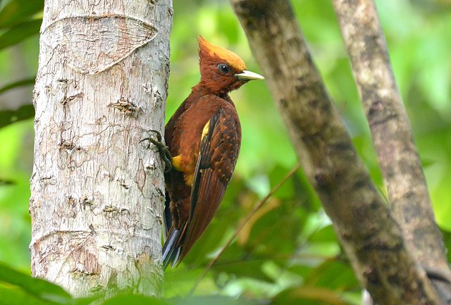 Foto pica-pau-chocolate (Celeus elegans) Por Robson Czaban | Wiki Aves ...
