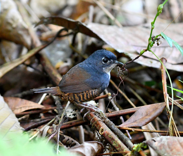 foto-macuquinho-eleoscytalopus-indigoticus-por-eliane-zaltman-wiki