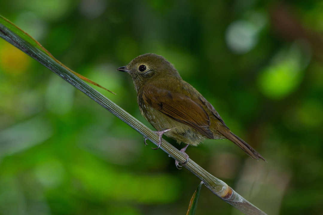 foto-flautim-schiffornis-virescens-por-luciano-bernardes-wiki-aves