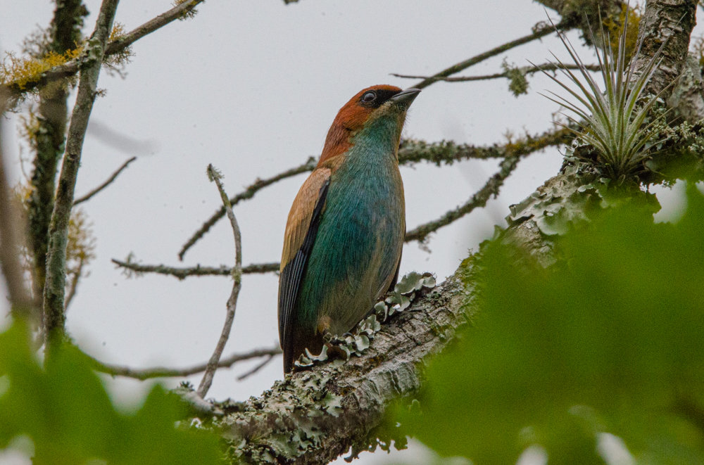 Foto saírasapucaia (Stilpnia peruviana) Por Aluisio Ribeiro Wiki