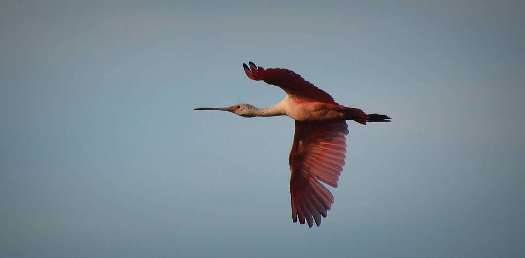 Foto colhereiro (Platalea ajaja) Por Jose Amorim Santos | Wiki Aves - A ...