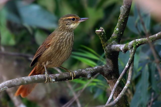 trepador-quiete (Syndactyla rufosuperciliata) | WikiAves - A ...