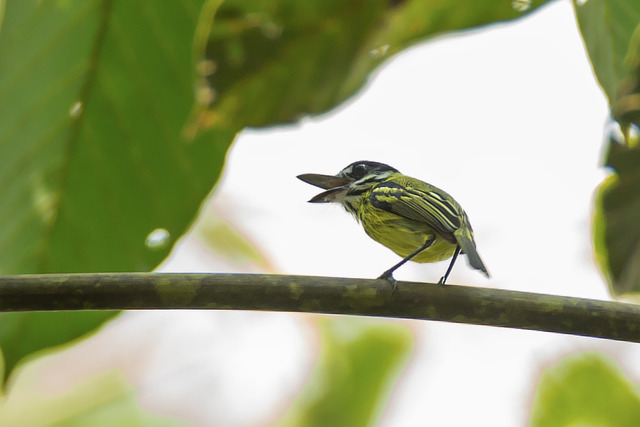 Foto ferreirinhopintado (Todirostrum pictum) Por Gustavo Magnago