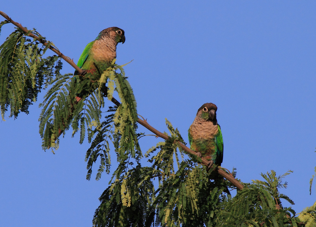 Foto tiriba-de-cara-suja (Pyrrhura molinae) Por Fábio ...