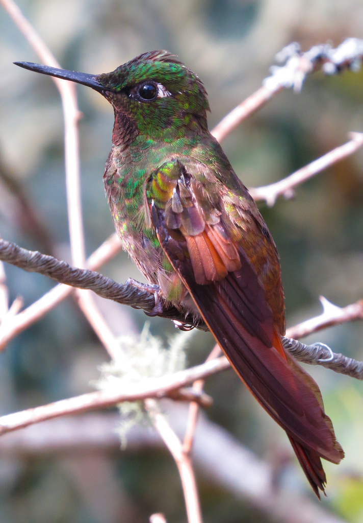 Foto beija-flor-rubi (Heliodoxa rubricauda) Por João Menezes | Wiki ...