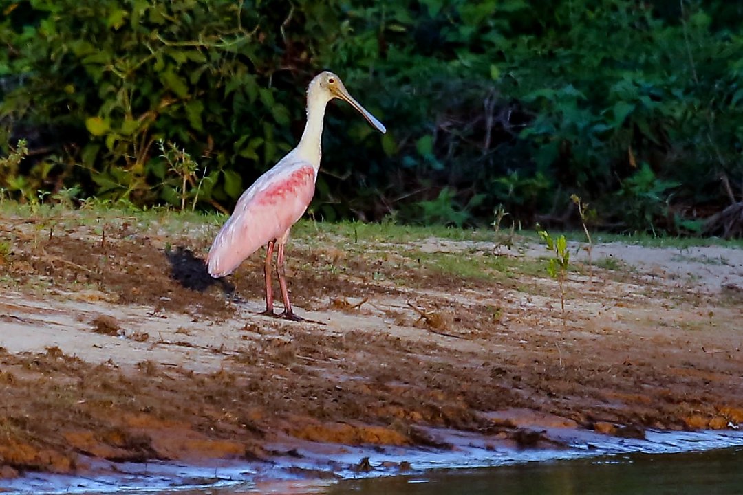 Foto colhereiro (Platalea ajaja) Por Marco Iazbeck | Wiki Aves - A ...