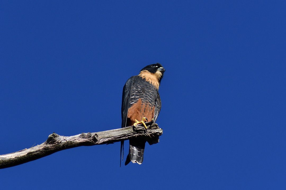Foto cauré (Falco rufigularis) Por Pablo Cejas | Wiki Aves - A ...