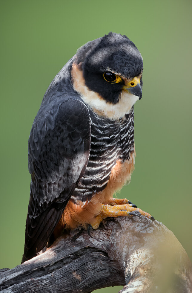 Foto cauré (Falco rufigularis) Por Paulo Cunha Pereira | Wiki Aves - A ...