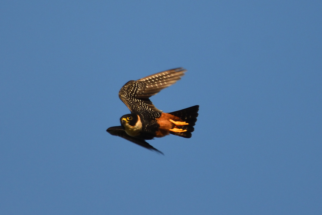 Foto cauré (Falco rufigularis) Por Michel Machado | Wiki Aves - A ...
