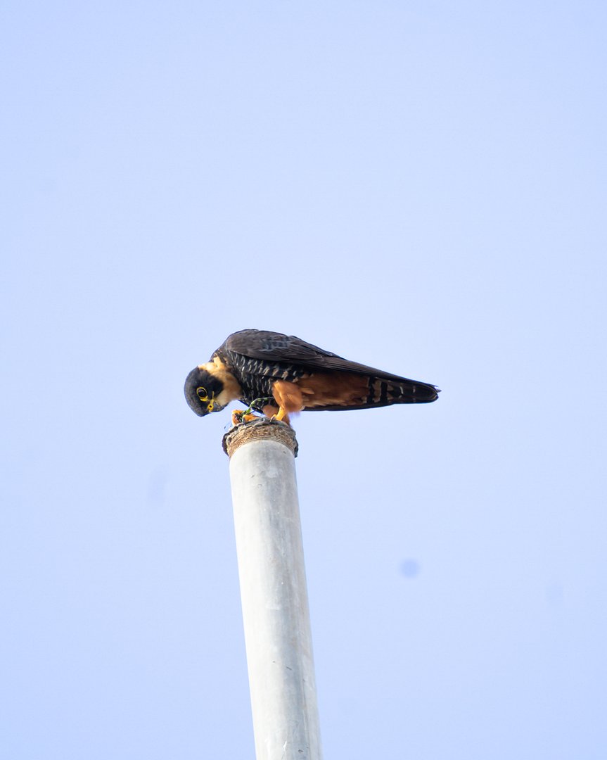 Foto cauré (Falco rufigularis) Por Gabriella Pinheiro | Wiki Aves - A ...