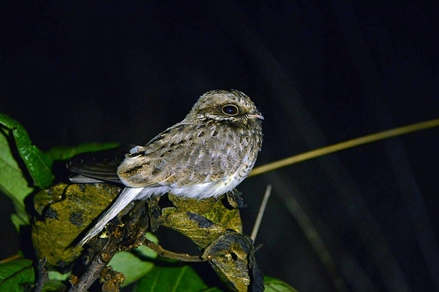 foto-bacurau-de-rabo-branco-hydropsalis-candicans-por-luiz-ribenboim