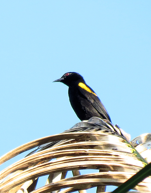 Foto inhapim (Icterus cayanensis) Por Kassius Santos | Wiki Aves - A ...