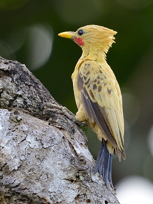 Foto pica-pau-amarelo (Celeus flavus) Por Emerson Kaseker | Wiki Aves ...