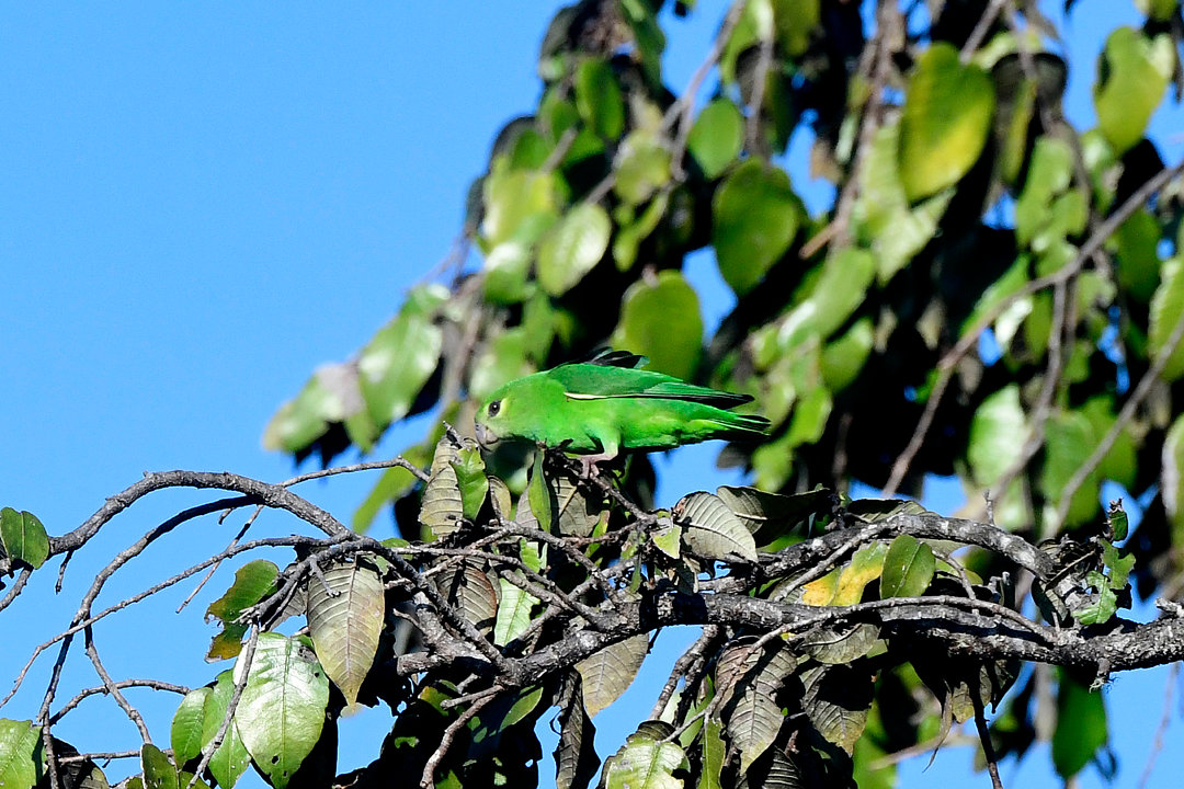 Foto periquitodostepuis (Nannopsittaca panychlora) Por Macêdo