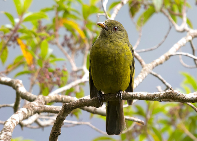 Foto saudade (Lipaugus ater) Por Clezio Kleske Wiki Aves A