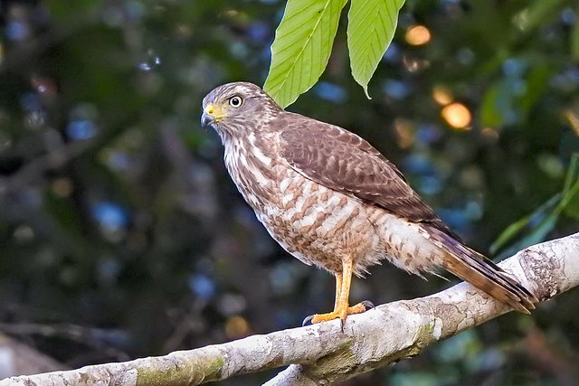 Foto gavião-carijó (Rupornis magnirostris) Por Antonio Maia Neto | Wiki ...