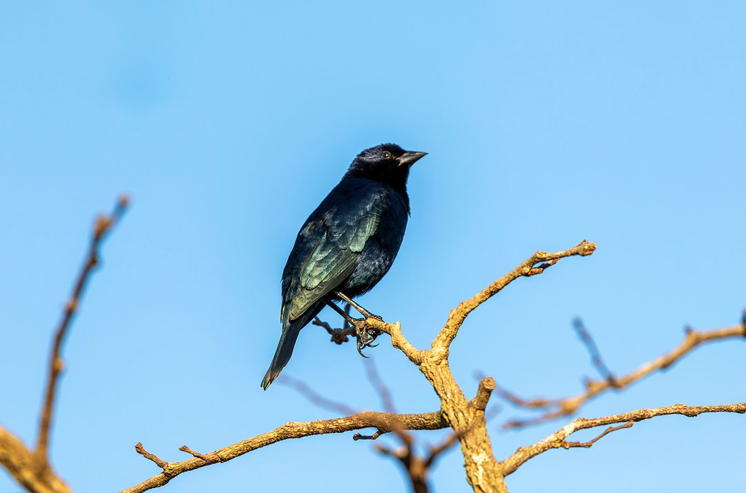 Foto chupim (Molothrus bonariensis) Por SilviaNishida | Wiki Aves - A ...