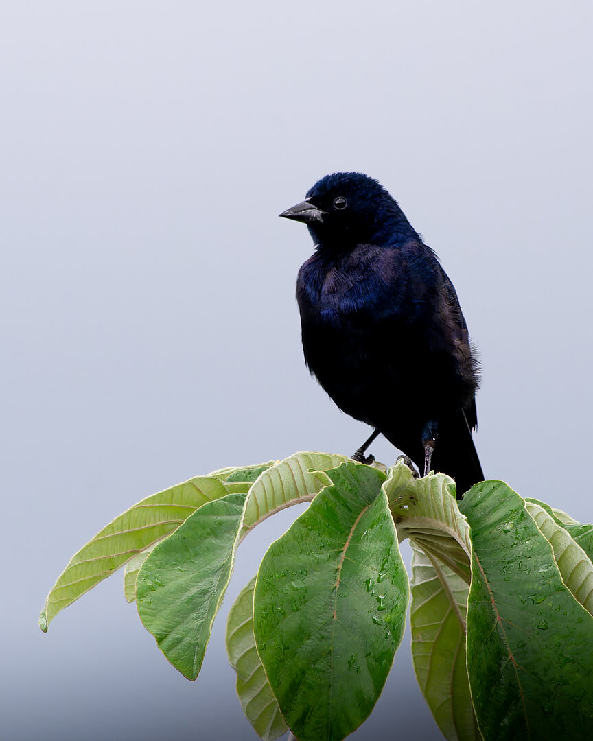 Foto chupim (Molothrus bonariensis) Por Enéas G. Junior | Wiki Aves - A ...