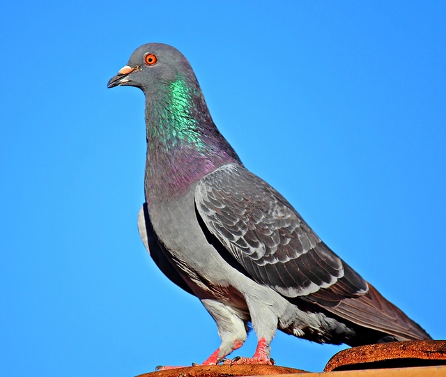 Foto pombodoméstico (Columba livia) Por Odilon Simões Corrêa Wiki