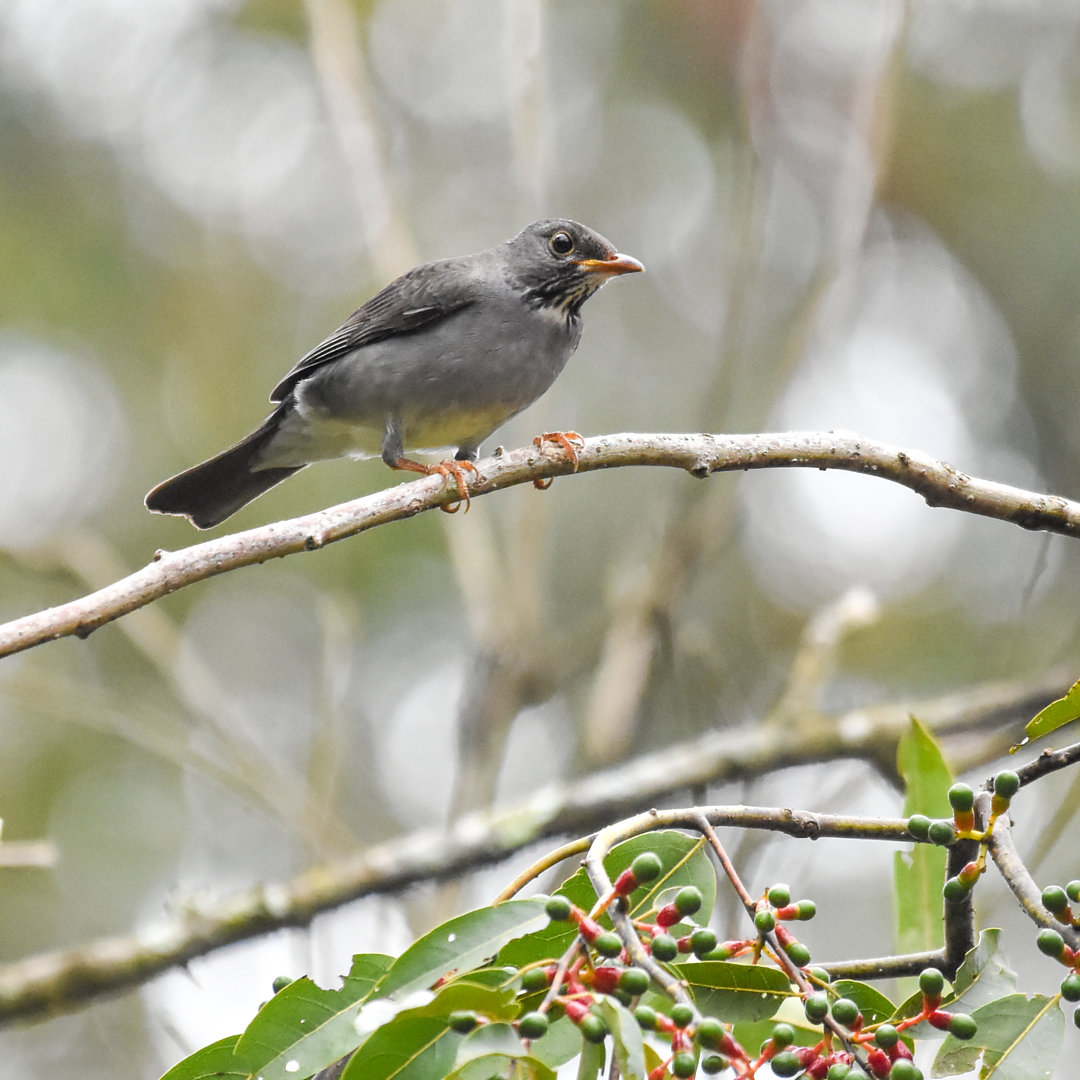 Foto sabiá-ferreiro (Turdus subalaris) Por Luiz Wittmann | Wiki Aves ...
