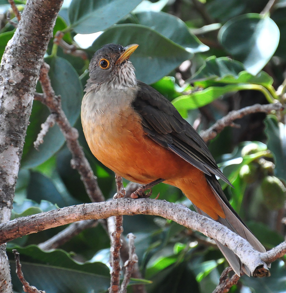 Foto sabiálaranjeira (Turdus rufiventris) Por Jussara Gruber Wiki Aves A Enciclopédia das Foto sabiálaranjeira (Turdus rufiventris) Por Jussara Gruber Wiki Aves A Enciclopédia das