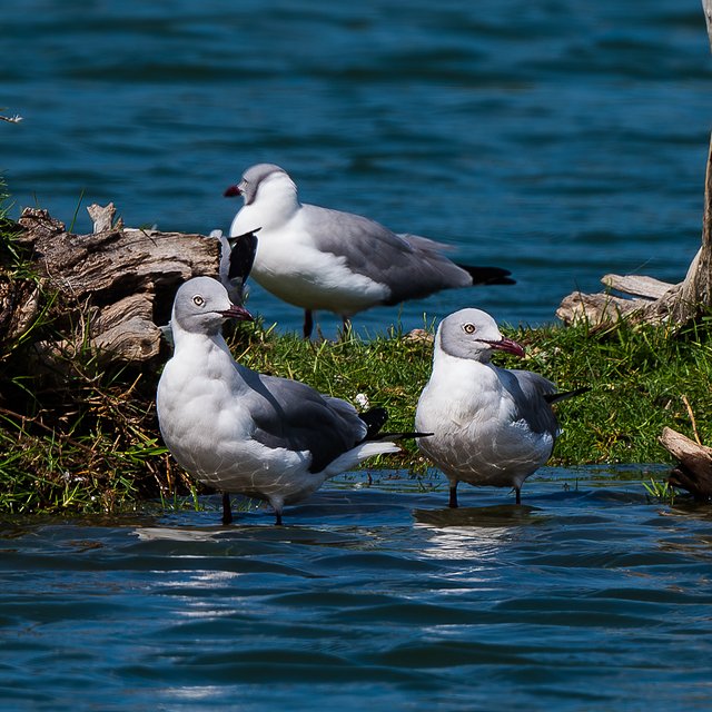 Foto gaivota-de-cabeça-cinza (Chroicocephalus cirrocephalus) Por ...