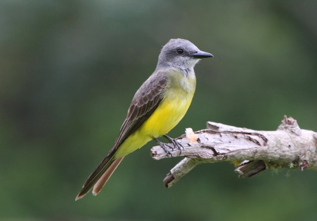 Sureri Insect suiriri (Tyrannus melancholicus) | WikiAves - A Enciclopédia das Aves ...