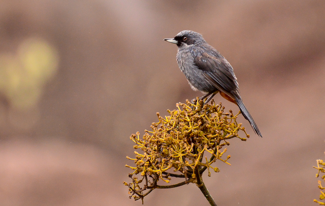 Foto (Diglossa major) Por Alexandre Curcino Wiki