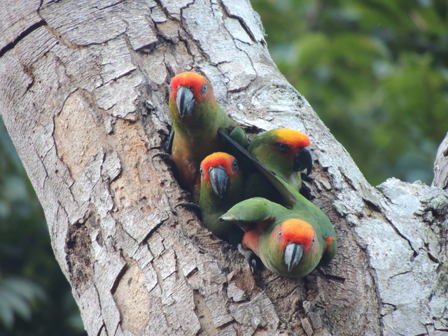 Foto jandaiadetestavermelha (Aratinga auricapillus) Por Roberto P