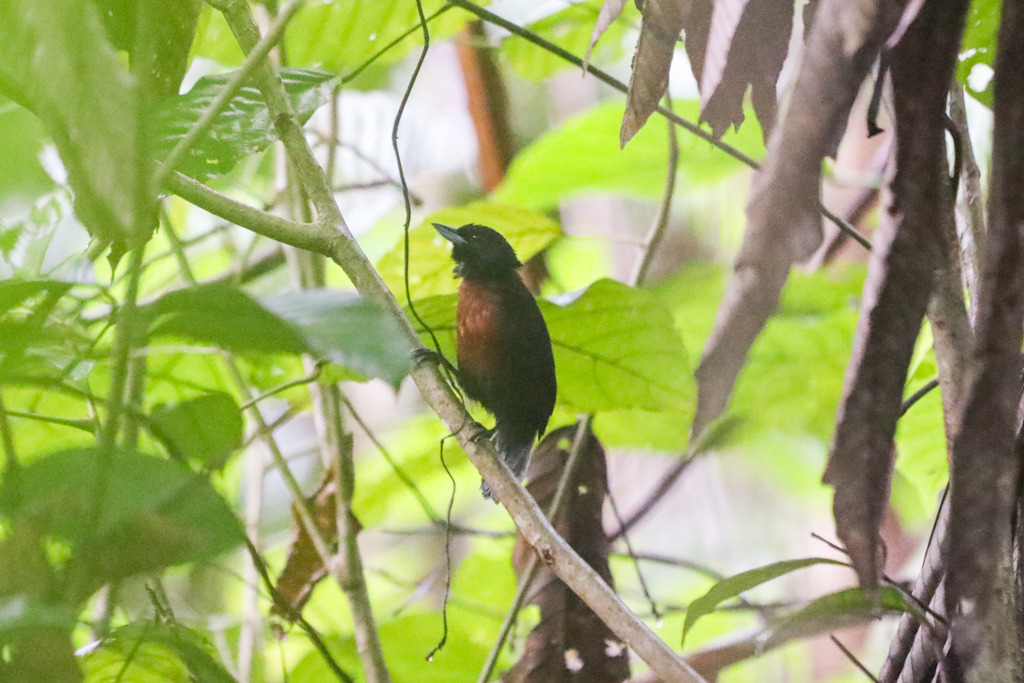 Foto choca-preta (Neoctantes niger) Por Ian Thompson | Wiki Aves - A