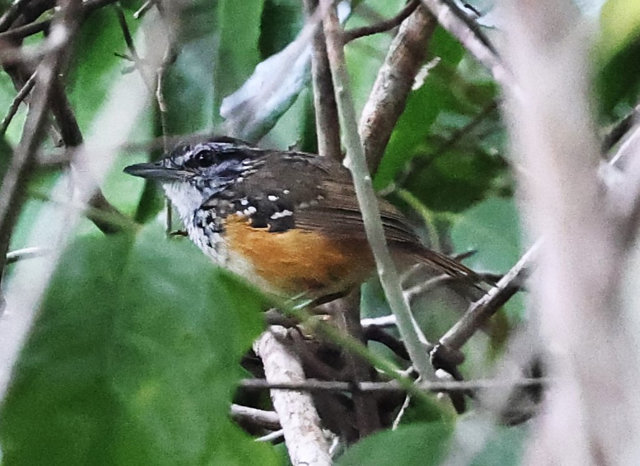 Foto cantadorsinaleiro (Hypocnemis peruviana) Por Sonia Maria de Souza