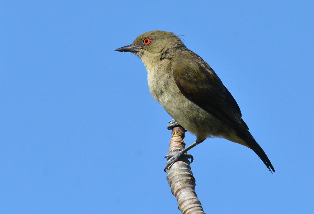 Foto saí-amarela (Dacnis flaviventer) Por Robson Czaban | Wiki Aves - A ...