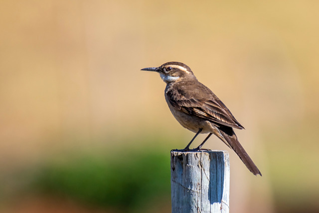 Foto pedreirodoespinhaço (Cinclodes espinhacensis) Por Marcelo Telles
