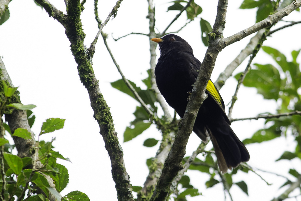 Foto saudade (Lipaugus ater) Por Joao Quental Wiki Aves A