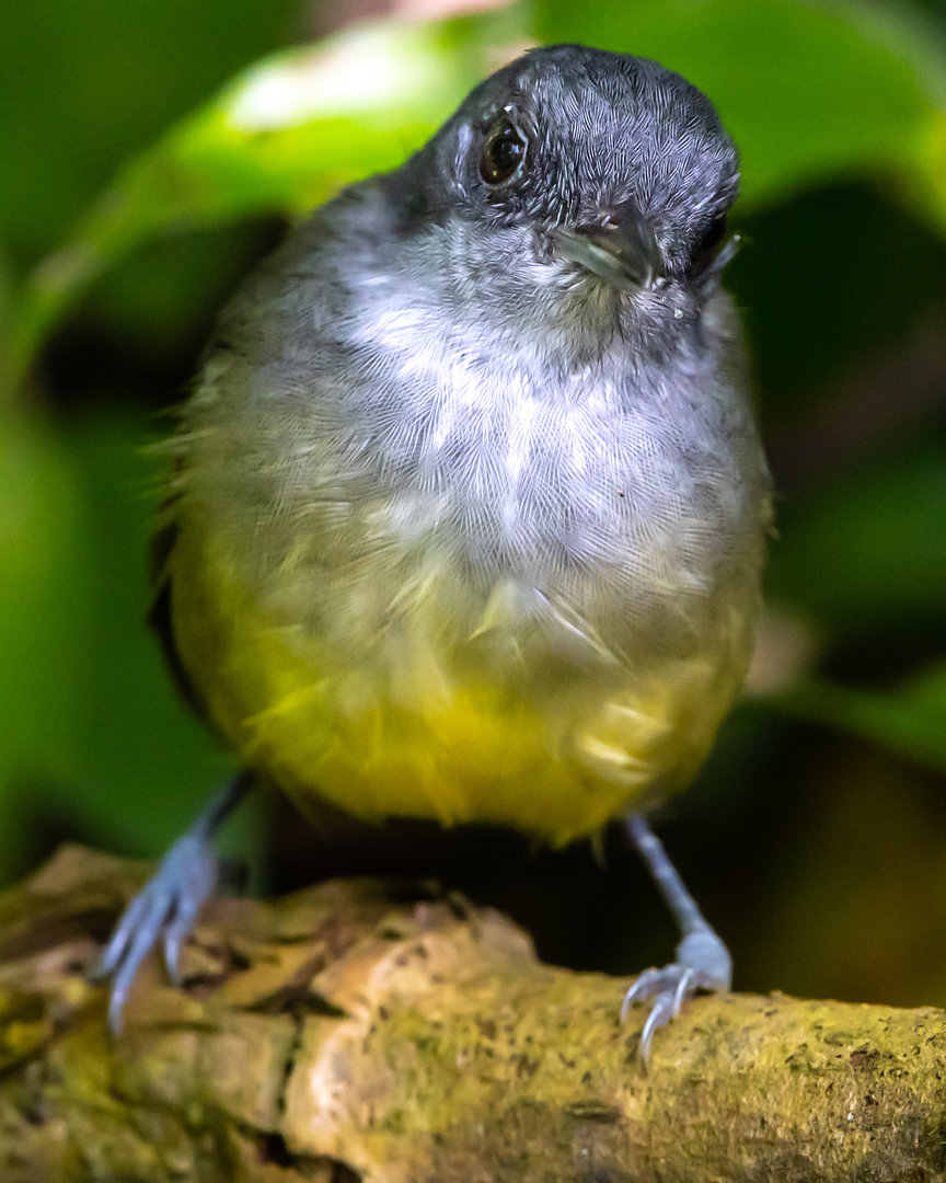 foto-choquinha-lisa-dysithamnus-mentalis-por-rafael-mattos-wiki