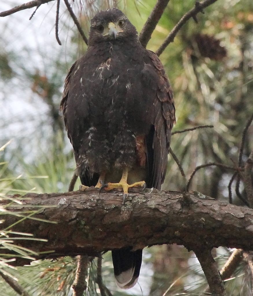 Foto gaviãoasadetelha (Parabuteo unicinctus) Por Mathias Singer Wiki Aves A Enciclopédia