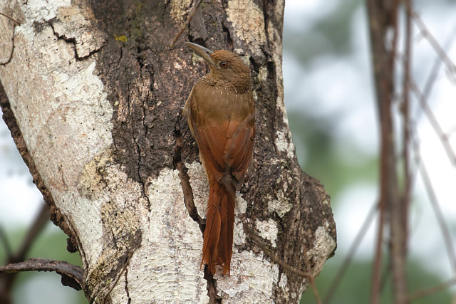 Foto arapaçugalinhadaguiana (Dendrexetastes rufigula) Por Marcelo