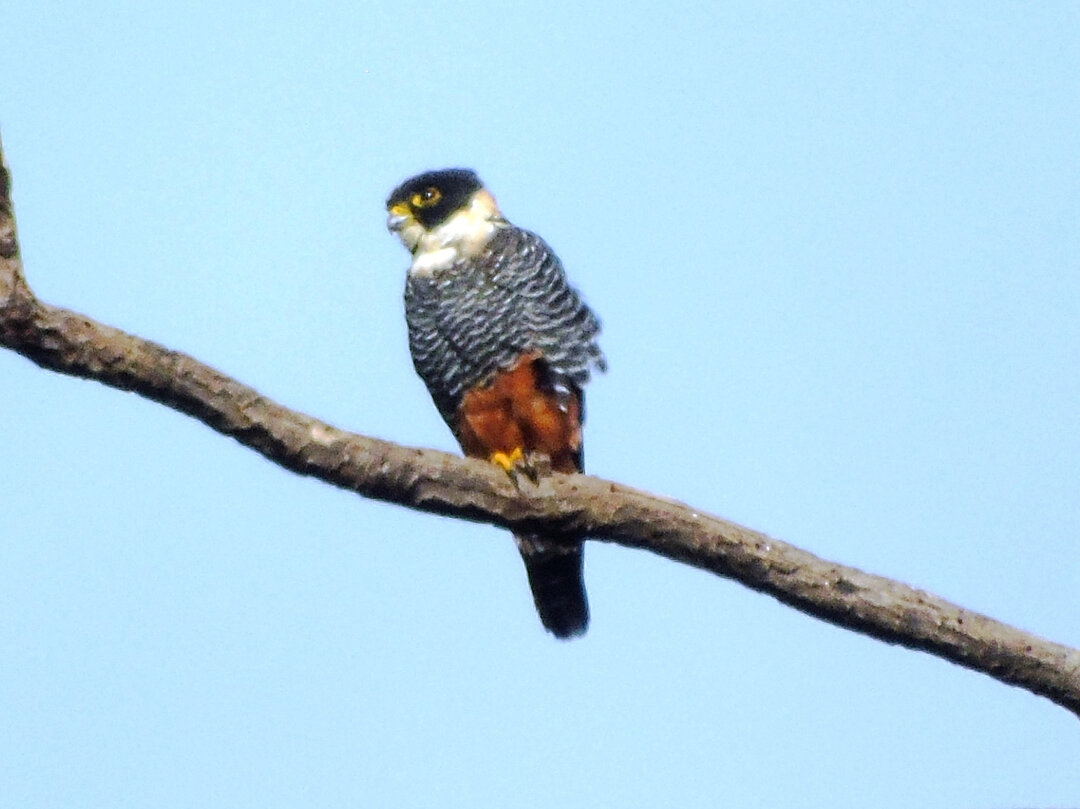 Foto cauré (Falco rufigularis) Por Milton Cestari | Wiki Aves - A ...