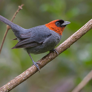 Poospizinae WikiAves A Enciclopédia das Aves do Brasil