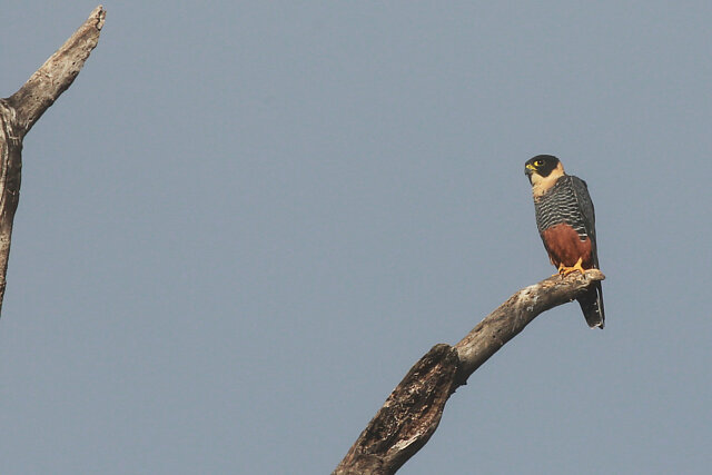 Foto cauré (Falco rufigularis) Por Carlos Eduardo Agne | Wiki Aves - A ...