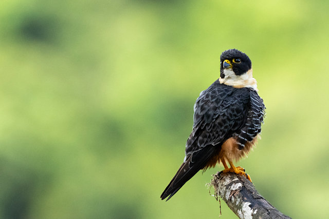 Foto cauré (Falco rufigularis) Por Fabio Guedes Nunes da Silva | Wiki ...