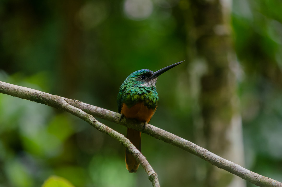 foto-ariramba-de-cauda-ruiva-galbula-ruficauda-por-athos-souza-wiki