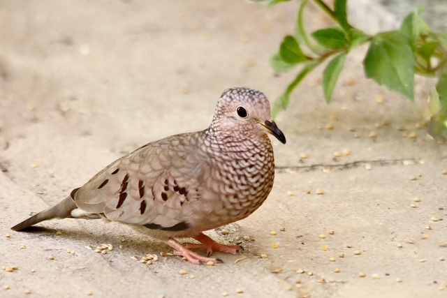 Columbina | WikiAves - A Enciclopédia das Aves do Brasil