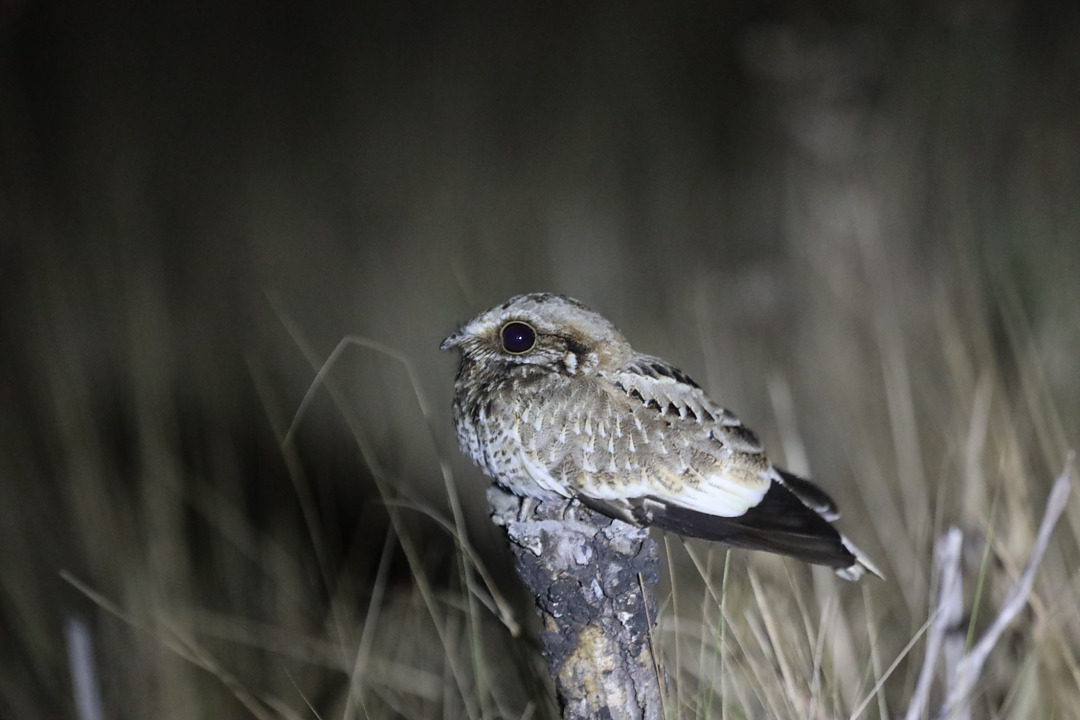 foto-bacurau-de-rabo-branco-hydropsalis-candicans-por-ian-thompson