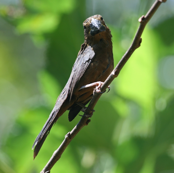 foto-bicudo-sporophila-maximiliani-por-hugo-viana-wiki-aves-a