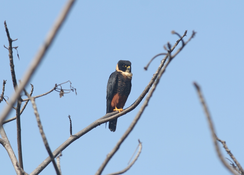 Foto cauré (Falco rufigularis) Por Willian Menq | Wiki Aves - A ...