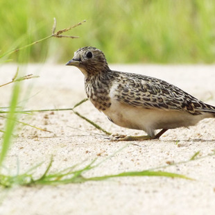 Thinocoridae WikiAves A Enciclopédia das Aves do Brasil